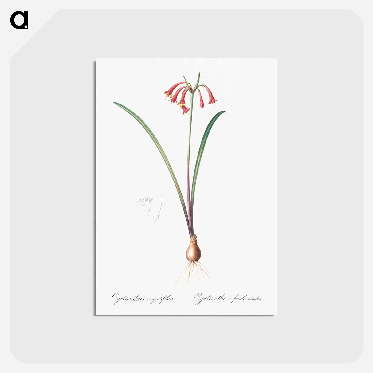 アートポストカード-Brandlelie illustration - ピエール ジョゼフ ルドゥーテ Postcard.