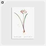 アートポストカード-Brandlelie illustration - ピエール ジョゼフ ルドゥーテ Postcard.