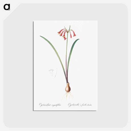 アートポストカード-Brandlelie illustration - ピエール ジョゼフ ルドゥーテ Postcard.