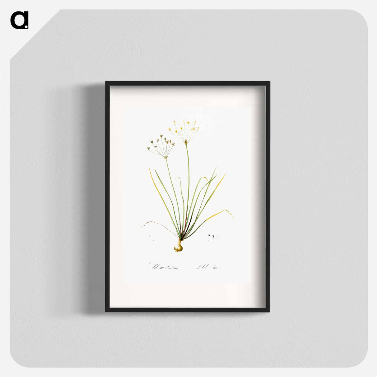 Allium straitum illustration - Pierre Joseph Redouté Poster.