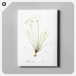 アートパネル-Allium straitum illustration - ピエール ジョゼフ ルドゥーテ Canvas.