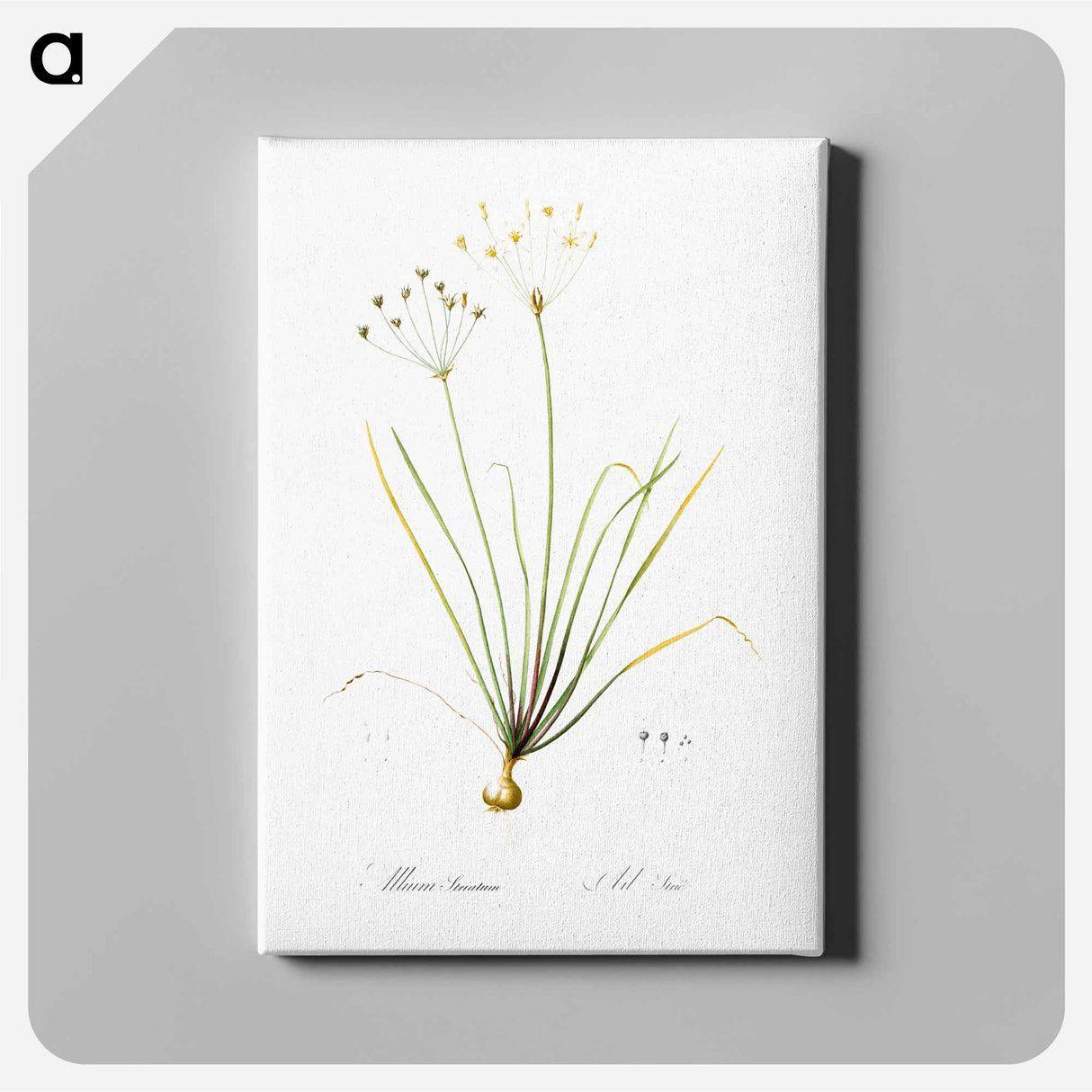 アートパネル-Allium straitum illustration - ピエール ジョゼフ ルドゥーテ Canvas.