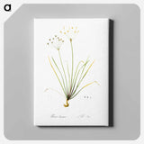 アートパネル-Allium straitum illustration - ピエール ジョゼフ ルドゥーテ Canvas.