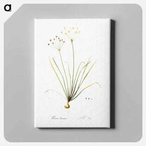 アートパネル-Allium straitum illustration - ピエール ジョゼフ ルドゥーテ Canvas.