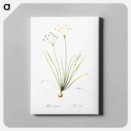 アートパネル-Allium straitum illustration - ピエール ジョゼフ ルドゥーテ Canvas.