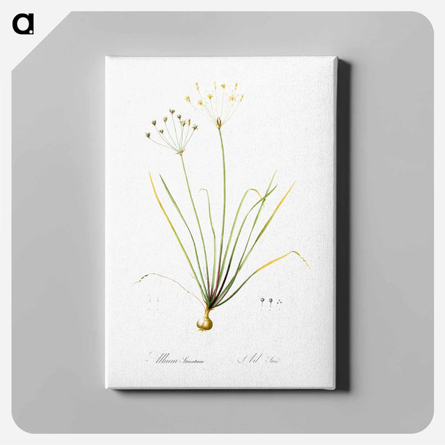 アートパネル-Allium straitum illustration - ピエール ジョゼフ ルドゥーテ Canvas.