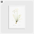 アートポストカード-Allium straitum illustration - ピエール ジョゼフ ルドゥーテ Postcard.