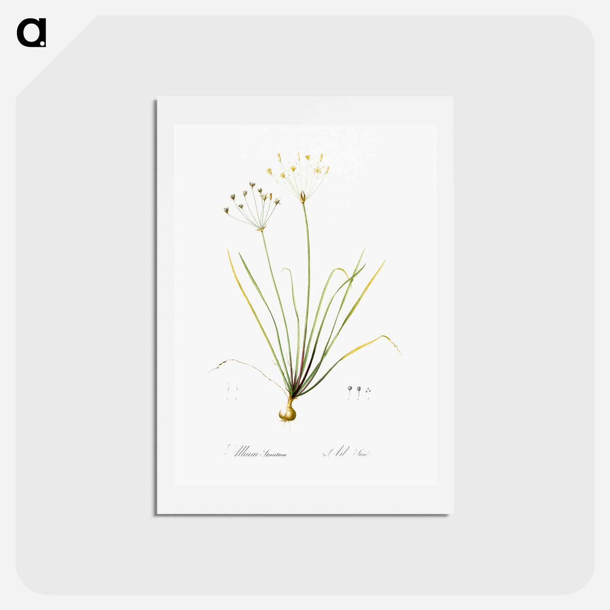 アートポストカード-Allium straitum illustration - ピエール ジョゼフ ルドゥーテ Postcard.