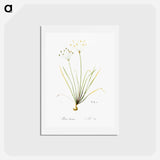 アートポストカード-Allium straitum illustration - ピエール ジョゼフ ルドゥーテ Postcard.