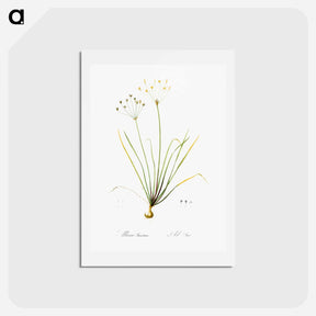 アートポストカード-Allium straitum illustration - ピエール ジョゼフ ルドゥーテ Postcard.