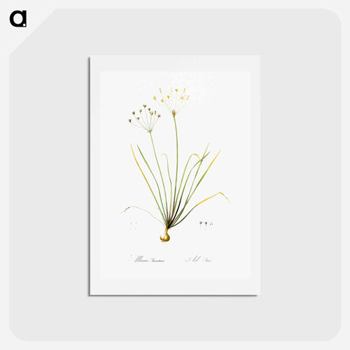 Allium straitum illustration - ピエール ジョゼフ ルドゥーテ Postcard.