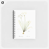 Allium straitum illustration - ピエール ジョゼフ ルドゥーテ Memo.
