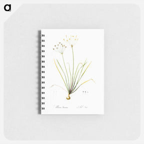 アートメモ帳-Allium straitum illustration - ピエール ジョゼフ ルドゥーテ Memo.