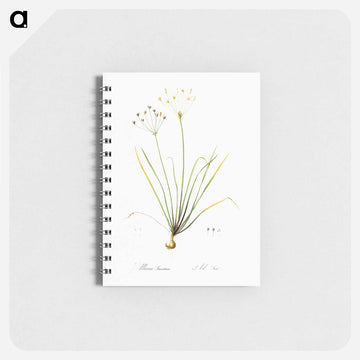 Allium straitum illustration - ピエール ジョゼフ ルドゥーテ Memo.