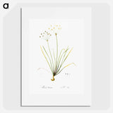 Allium straitum illustration - Pierre Joseph Redouté Poster.