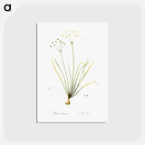 アートポストカード-Allium straitum illustration - ピエール ジョゼフ ルドゥーテ Postcard.