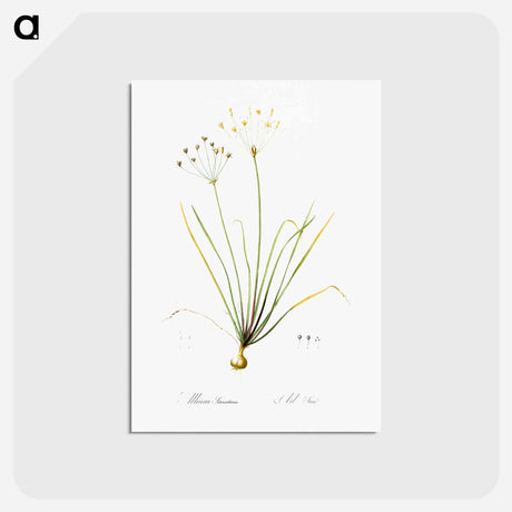 アートポストカード-Allium straitum illustration - ピエール ジョゼフ ルドゥーテ Postcard.