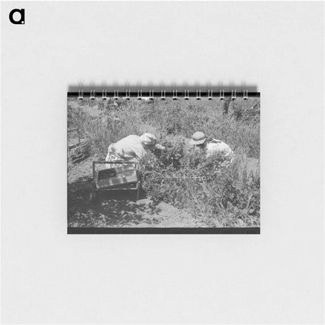 アートメモ帳-Guayule Cultivation
 - ラッセル リー Memo.