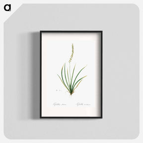 アートポスター-Tofieldia palustris illustration - ピエール ジョゼフ ルドゥーテ Poster.