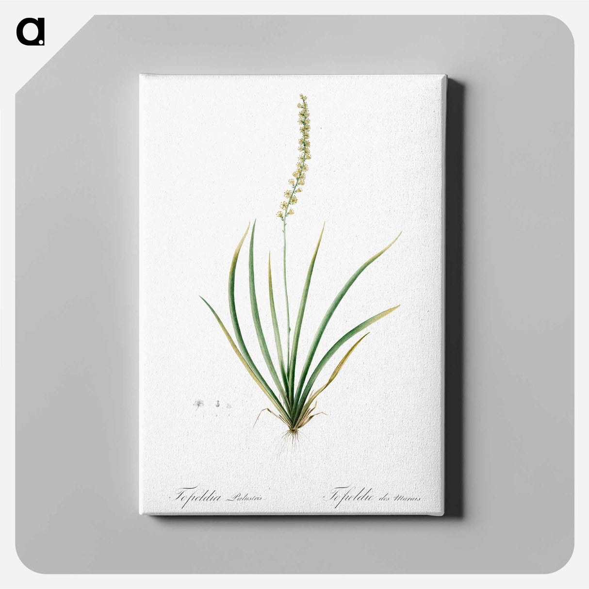 アートパネル-Tofieldia palustris illustration - ピエール ジョゼフ ルドゥーテ Canvas.