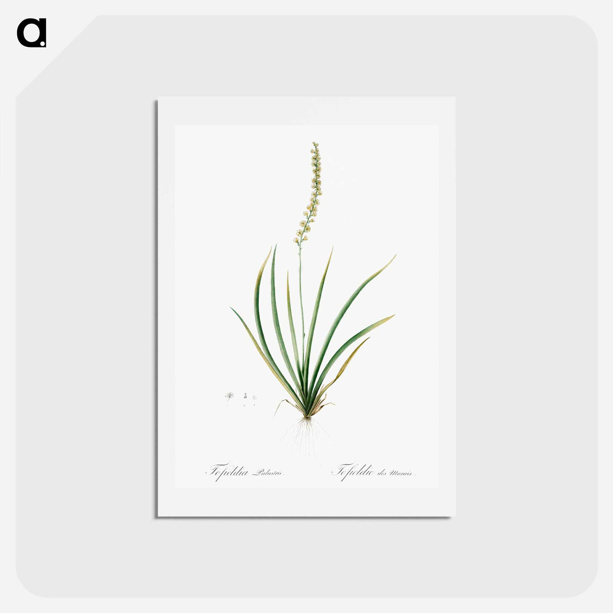 アートポストカード-Tofieldia palustris illustration - ピエール ジョゼフ ルドゥーテ Postcard.