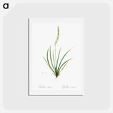 アートポストカード-Tofieldia palustris illustration - ピエール ジョゼフ ルドゥーテ Postcard.