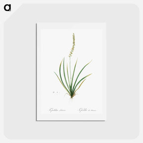 アートポストカード-Tofieldia palustris illustration - ピエール ジョゼフ ルドゥーテ Postcard.