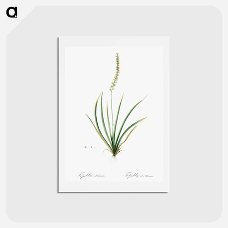 アートポストカード-Tofieldia palustris illustration - ピエール ジョゼフ ルドゥーテ Postcard.