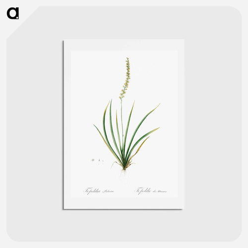 Tofieldia palustris illustration - ピエール ジョゼフ ルドゥーテ Postcard.