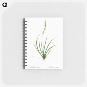 アートメモ帳-Tofieldia palustris illustration - ピエール ジョゼフ ルドゥーテ Memo.