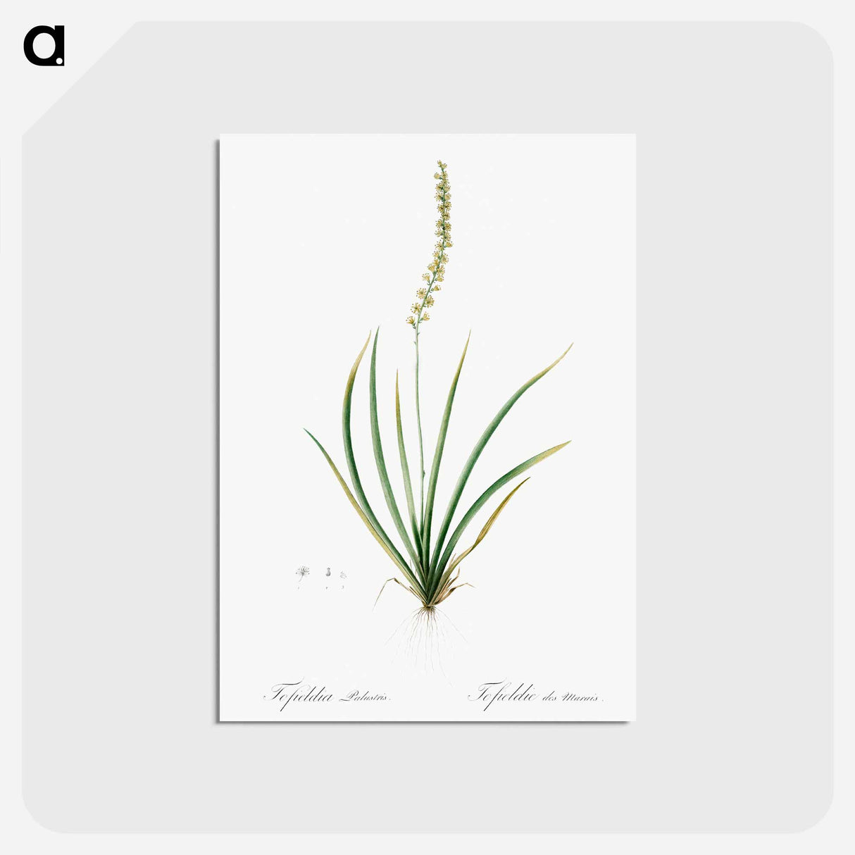 アートポストカード-Tofieldia palustris illustration - ピエール ジョゼフ ルドゥーテ Postcard.