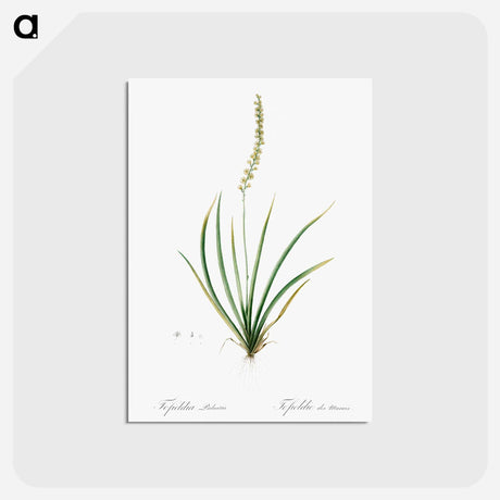 アートポストカード-Tofieldia palustris illustration - ピエール ジョゼフ ルドゥーテ Postcard.