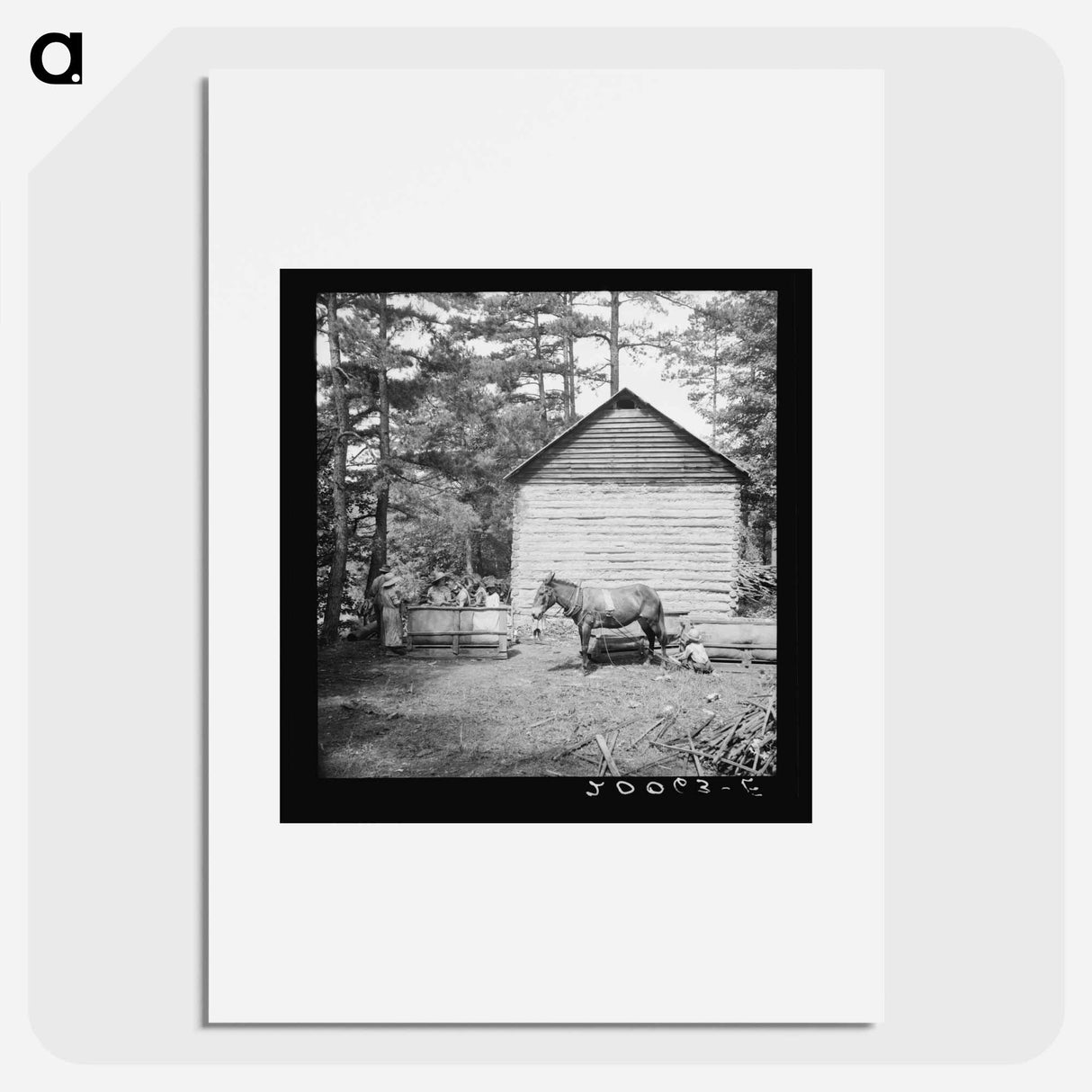 Untitled photo, possibly related to: Young son of tenant farmer gathering sticks for workers to string tobacco on. Granville County, North Carolina - Dorothea Lang Poster.