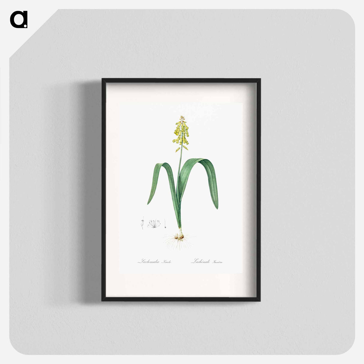 Opal flower illustration - Pierre Joseph Redouté Poster.
