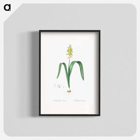 アートポスター-Opal flower illustration - ピエール ジョゼフ ルドゥーテ Poster.