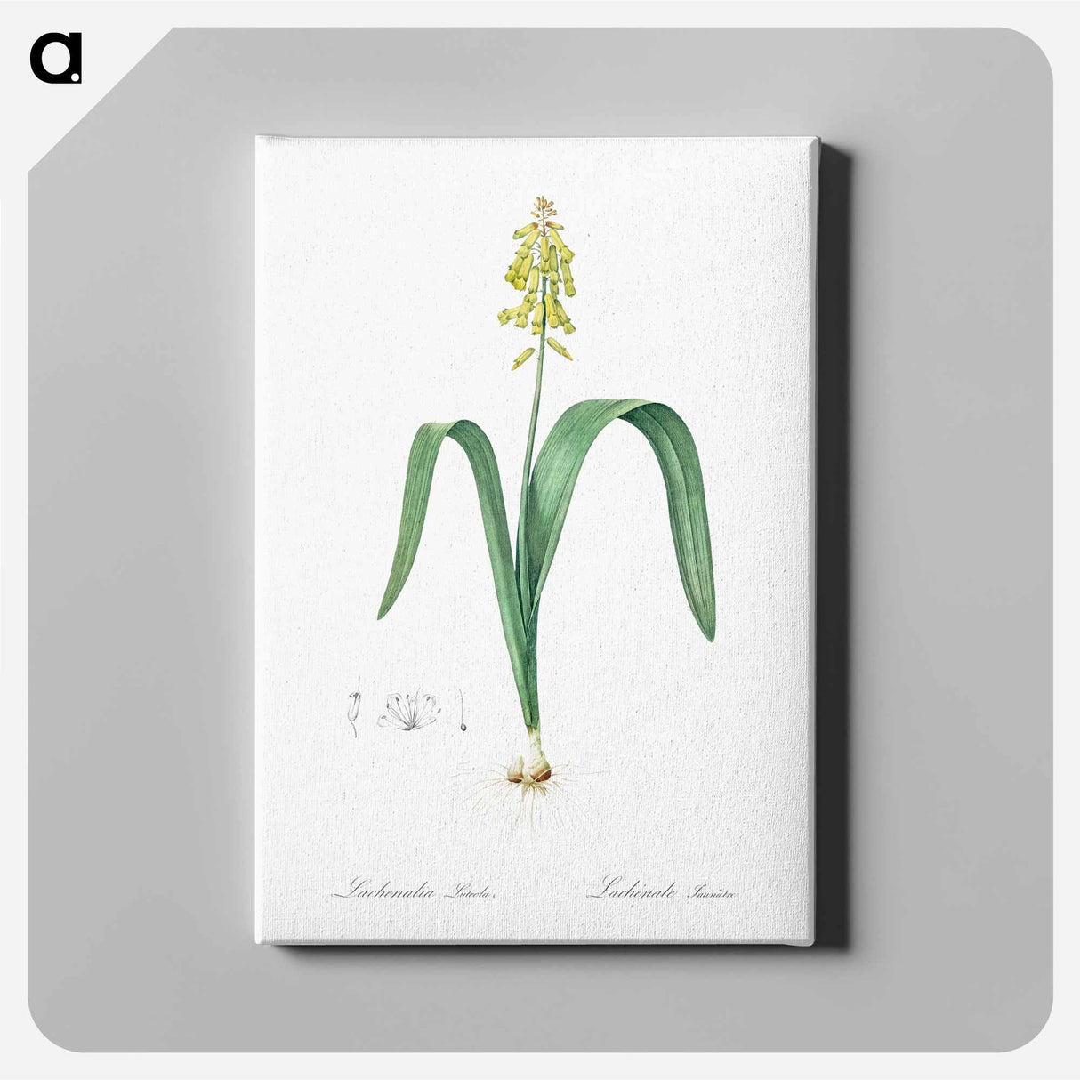 アートパネル-Opal flower illustration - ピエール ジョゼフ ルドゥーテ Canvas.