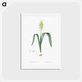 アートポストカード-Opal flower illustration - ピエール ジョゼフ ルドゥーテ Postcard.