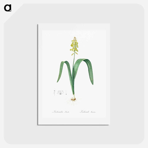 Opal flower illustration - ピエール ジョゼフ ルドゥーテ Postcard.