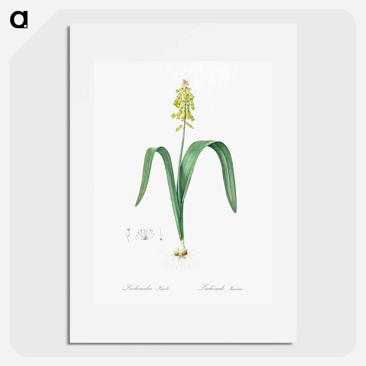 Opal flower illustration - Pierre Joseph Redouté Poster.