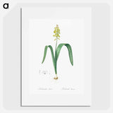 Opal flower illustration - Pierre Joseph Redouté Poster.