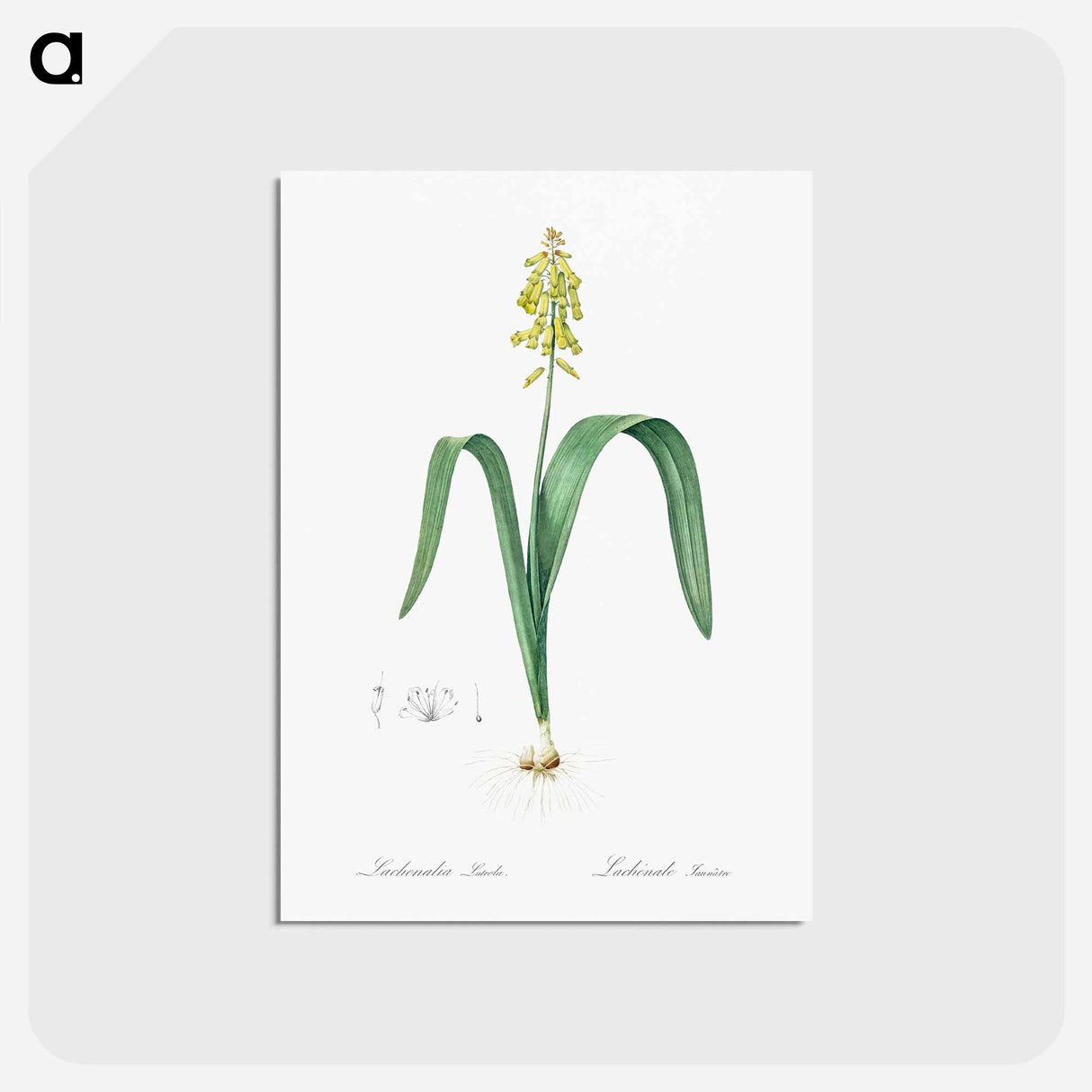 アートポストカード-Opal flower illustration - ピエール ジョゼフ ルドゥーテ Postcard.