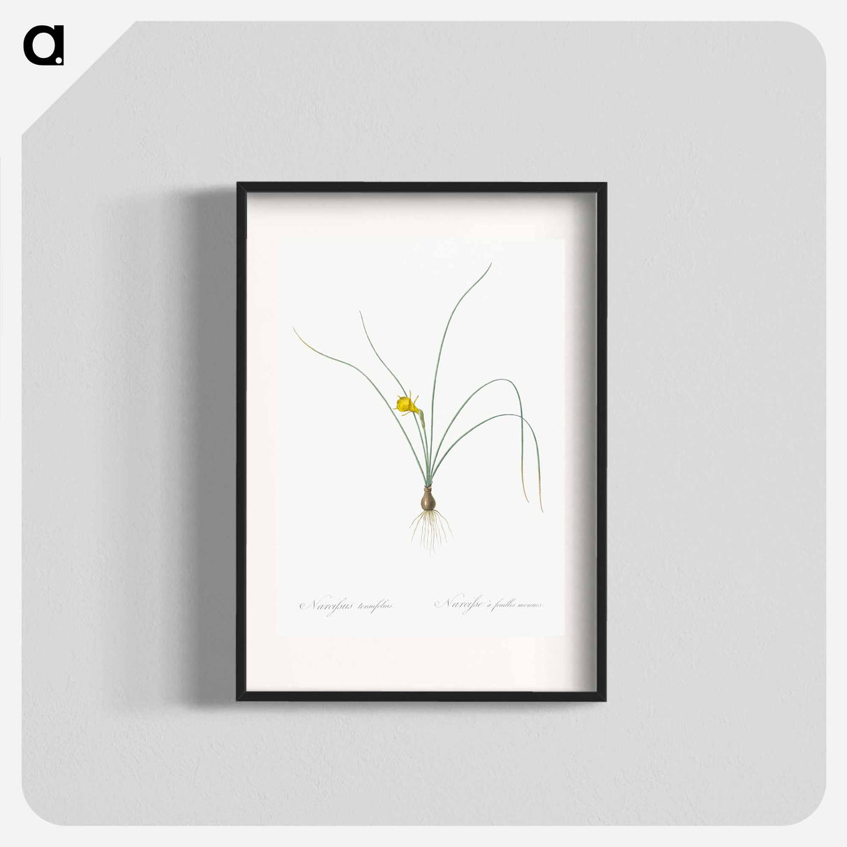 Petticoat daffodil illustration from Les liliacées - Pierre Joseph Redouté Poster.