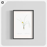 Petticoat daffodil illustration from Les liliacées - Pierre Joseph Redouté Poster.