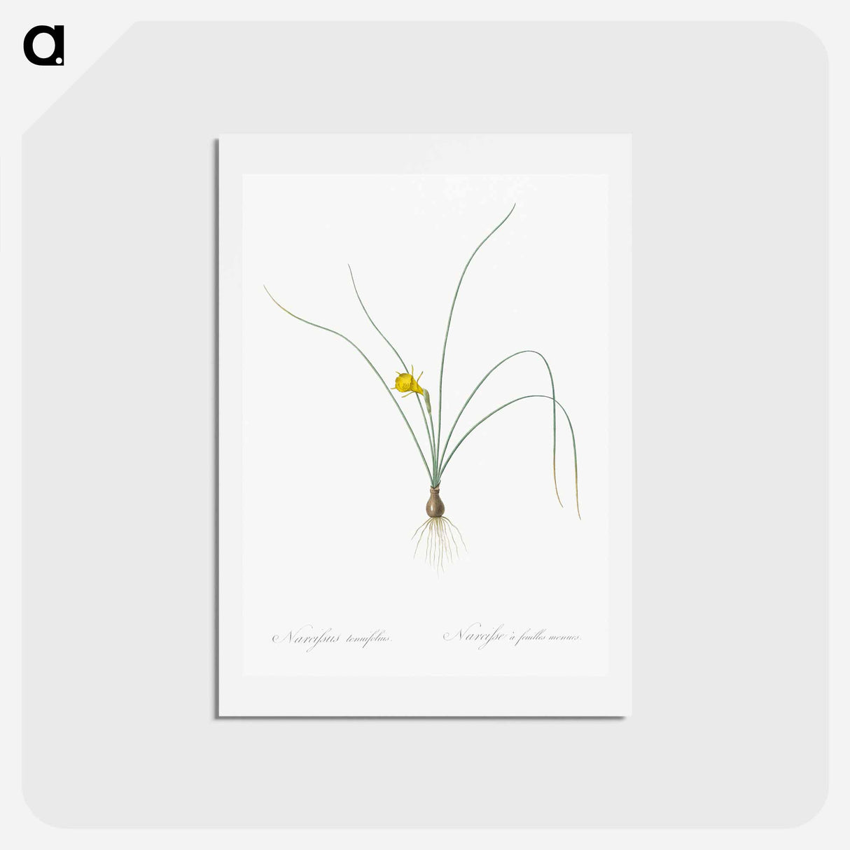 アートポストカード-Petticoat daffodil illustration from Les liliacées - ピエール ジョゼフ ルドゥーテ Postcard.