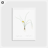 アートポストカード-Petticoat daffodil illustration from Les liliacées - ピエール ジョゼフ ルドゥーテ Postcard.