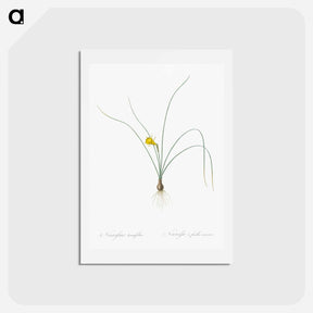 アートポストカード-Petticoat daffodil illustration from Les liliacées - ピエール ジョゼフ ルドゥーテ Postcard.
