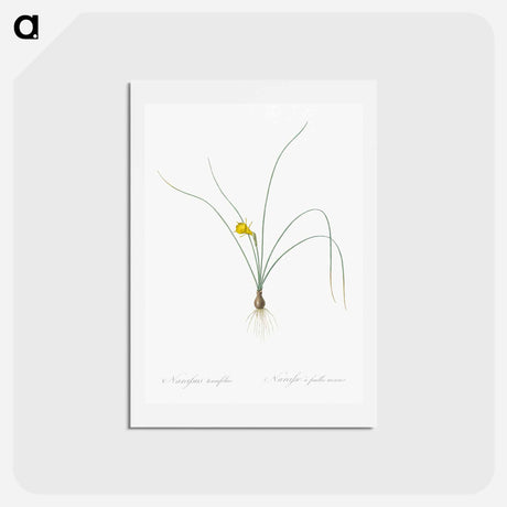 アートポストカード-Petticoat daffodil illustration from Les liliacées - ピエール ジョゼフ ルドゥーテ Postcard.