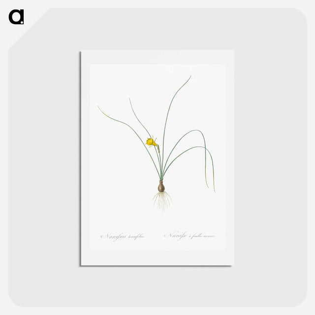アートポストカード-Petticoat daffodil illustration from Les liliacées - ピエール ジョゼフ ルドゥーテ Postcard.