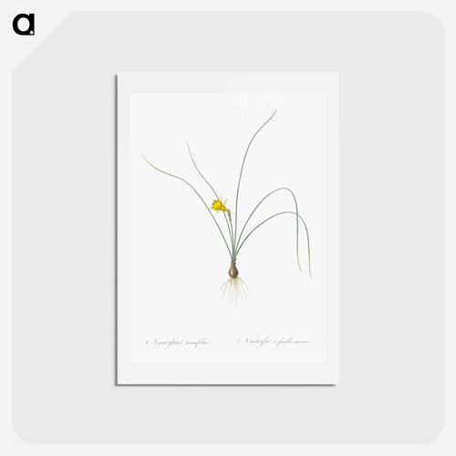 Petticoat daffodil illustration from Les liliacées - ピエール ジョゼフ ルドゥーテ Postcard.