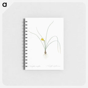 アートメモ帳-Petticoat daffodil illustration from Les liliacées - ピエール ジョゼフ ルドゥーテ Memo.